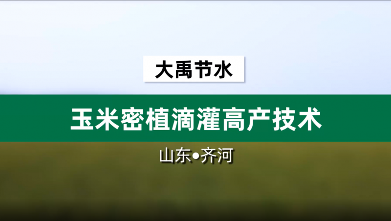 问鼎娱乐app节水玉米密植滴灌高产技术· 山东省齐河县豆腐窝灌区